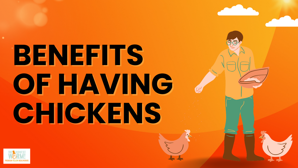 six-unexpected-benefits-of-having-chickens-the-honest-worm